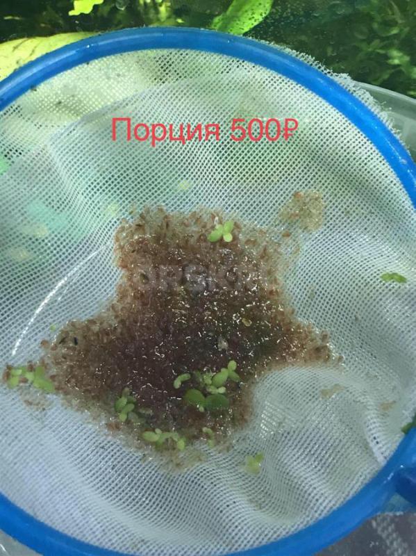 Дафния Магна на развод 500₽ - Орск