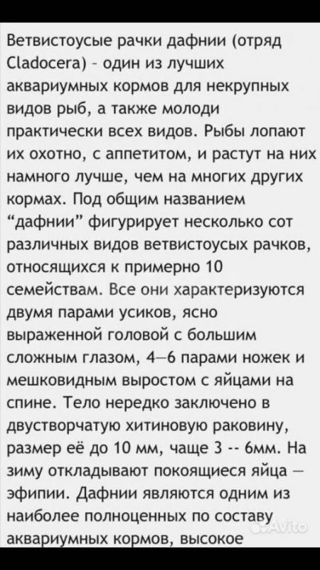 Дафния Магна на развод 500₽ - Орск