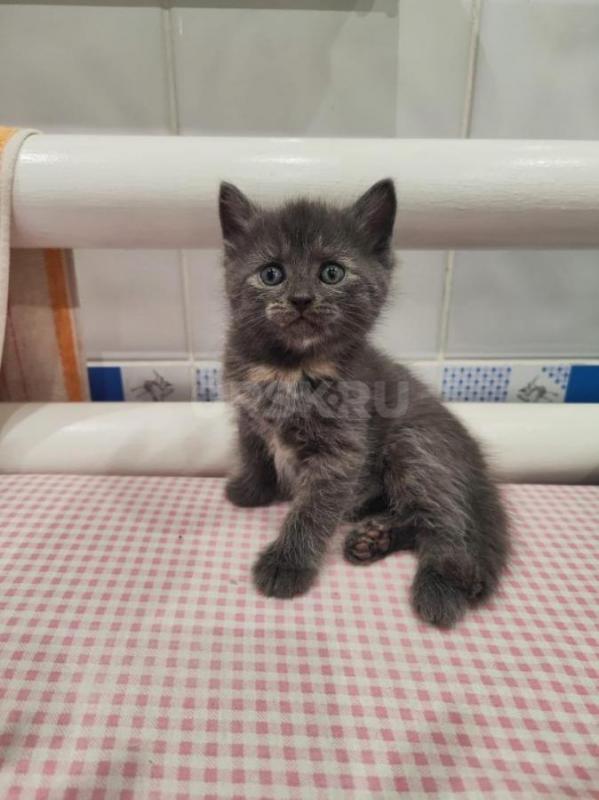 Котенок в добрые руки 

2 месяца
Девочка
К лотку приучена
Кушает сама - Орск
