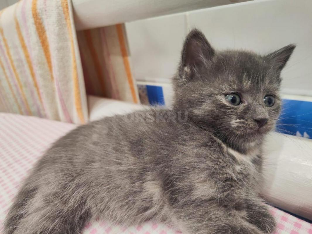 Котенок в добрые руки 

2 месяца
Девочка
К лотку приучена
Кушает сама - Орск