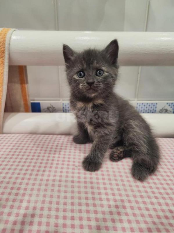 Котенок в добрые руки 

2 месяца
Девочка
К лотку приучена
Кушает сама - Орск