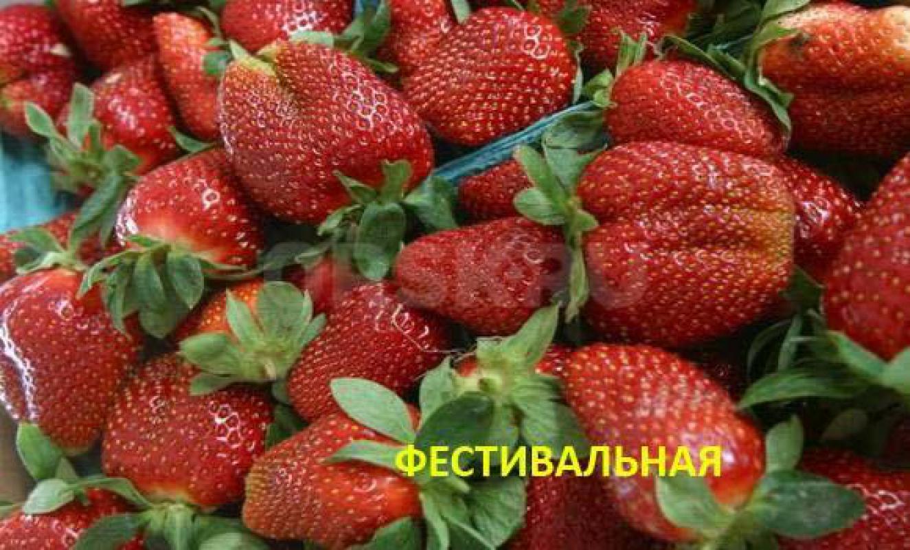 Рассада клубники:

Елизавета 2 (ягоды всё лето (ремонтантная), крупные, сладкие, 25р)

Машенька - Орск