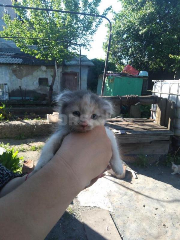 Отдам котят разноцветных, есть вислоухие (1,5мес). - Орск