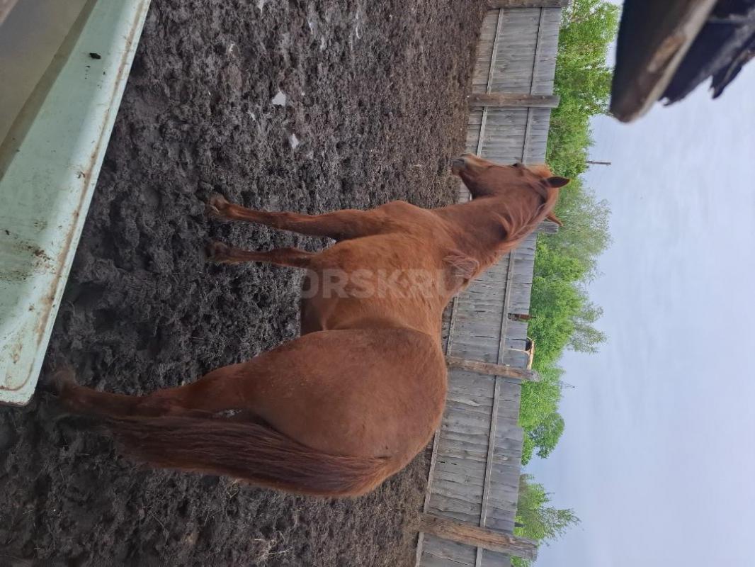 Продам жеребчика 1.2. 2 кобылы с жеребятами ( девочки) . - Орск