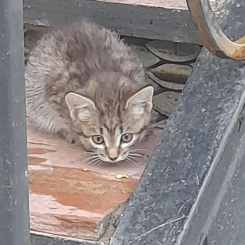 Отдам котёнка девочку, 2 мес., в хорошие руки. - Орск
