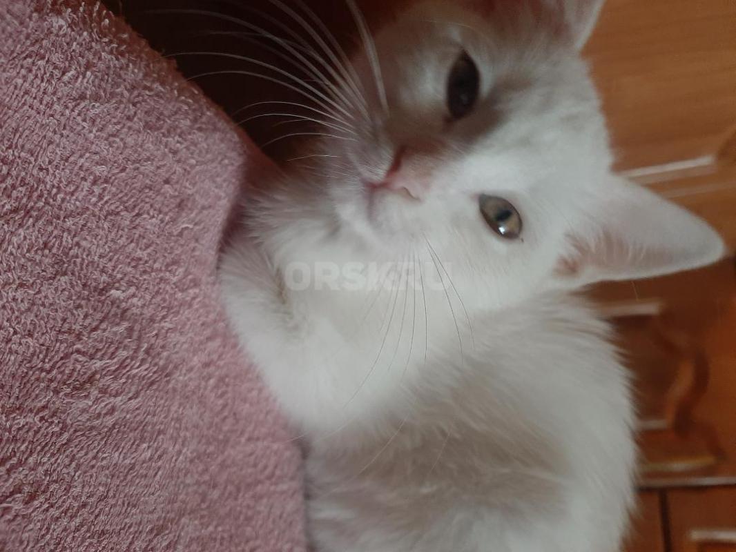 Котенок- девочка, 2 месяца, совершенно белая, горшок знает, веселая, ласковая, игручая. - Орск