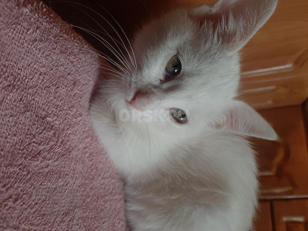 Котенок- девочка, 2 месяца, совершенно белая, горшок знает, веселая, ласковая, игручая. - Орск