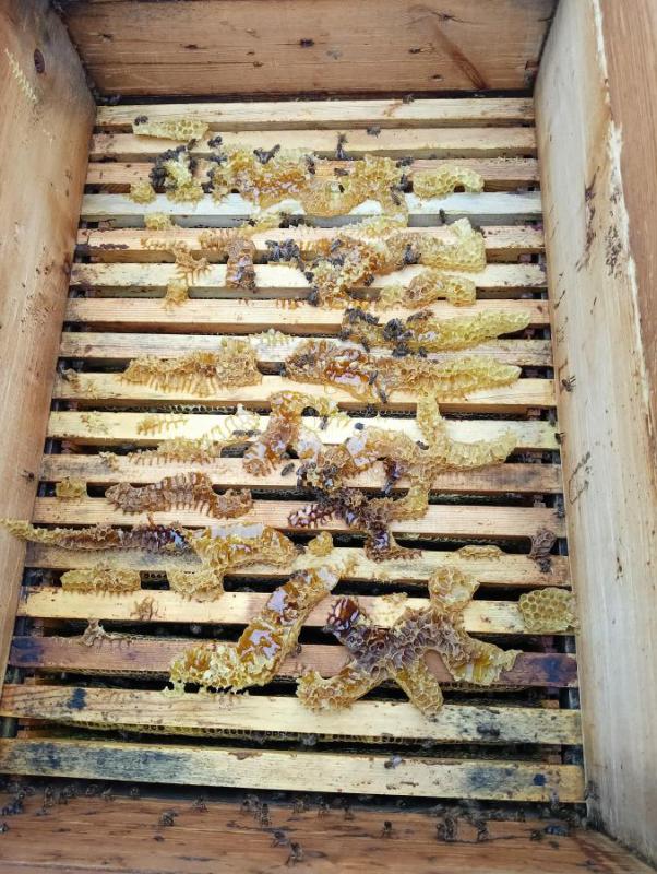 Мёд из Саракташского района 100% натуральный с собственной пасеки. - Орск