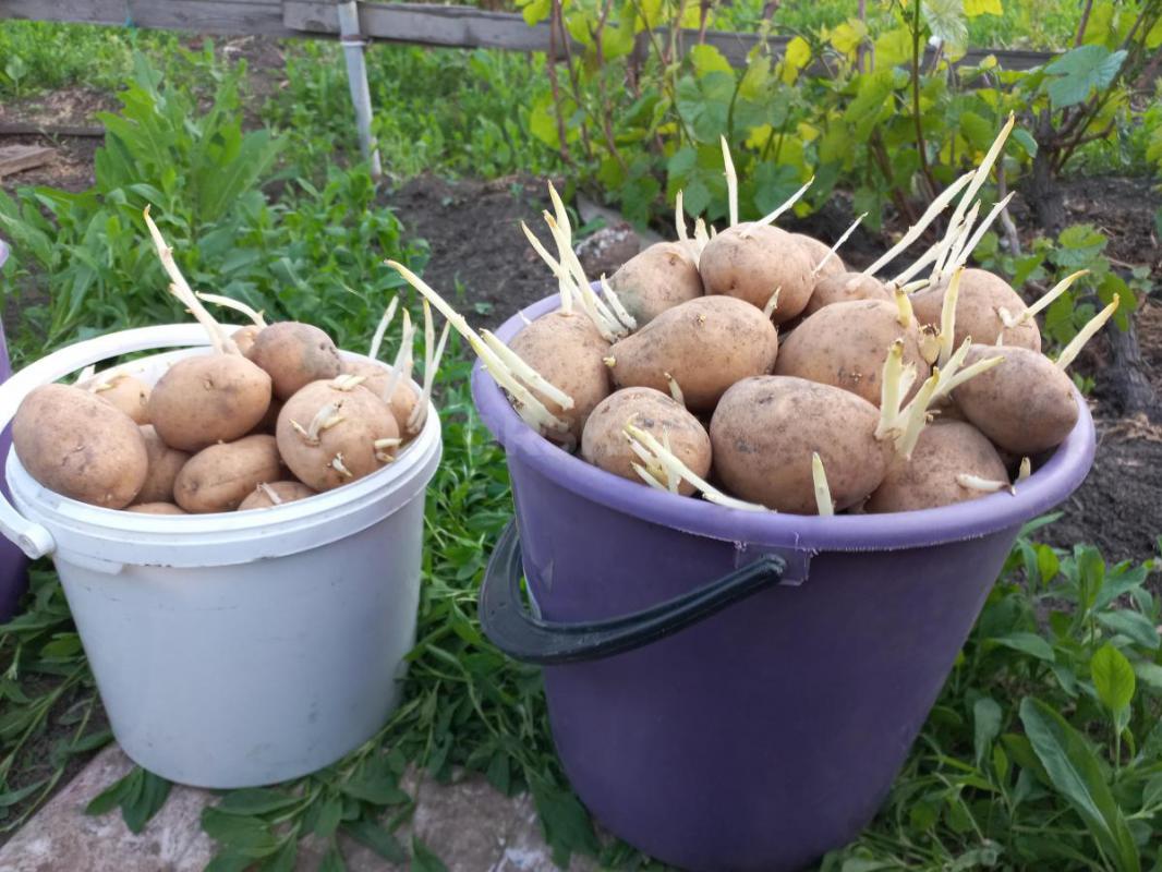 Продам семенной картофель. 2,5 ведра. - Орск