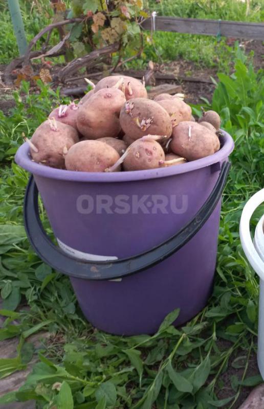 Продам семенной картофель. 2,5 ведра. - Орск