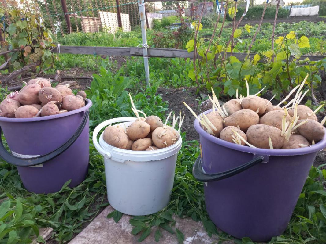 Продам семенной картофель. 2,5 ведра. - Орск