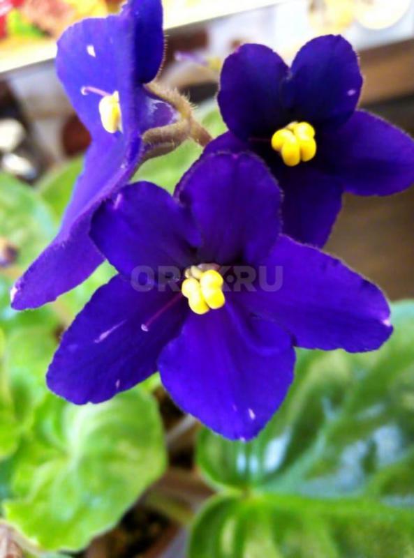 Фиалки цветущие - Орск