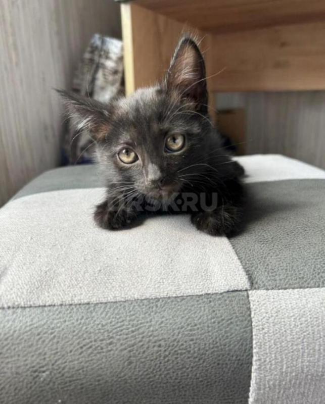 Отдам котят в добрые руки. - Орск