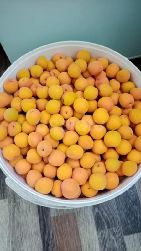 Абрикосы со своего участка, несколько сортов, все вкусные. - Орск
