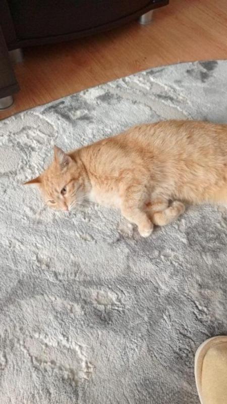 Отдам в хорошие руки кошечку. - Орск