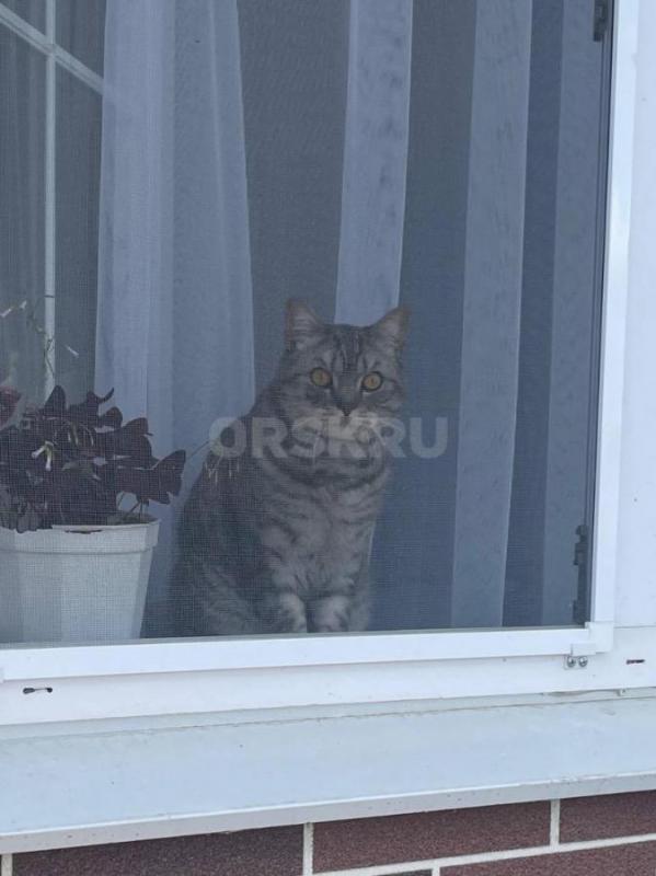 Потерялся кот в районе звездного . - Орск