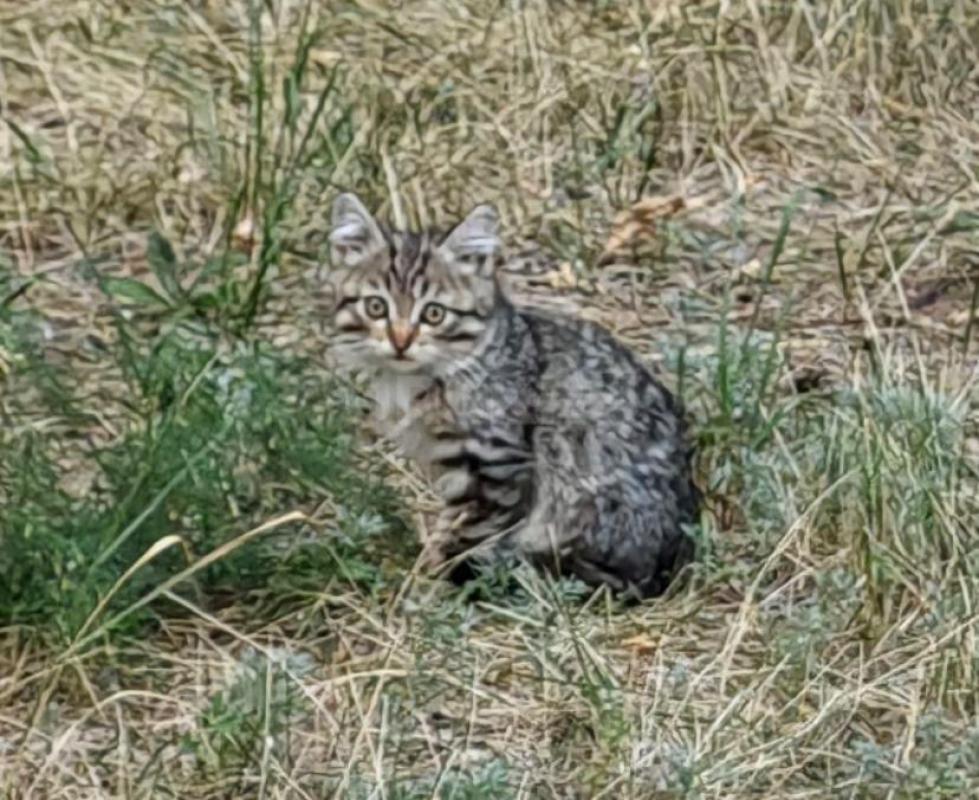 Отдам в ласковые ручки прекрасного малыша, зовут Шурик, очень вежливый, скромный, красавчик!!! - Орск