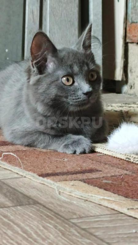 Доброжелательная оч милая, молодая (4-5 мес) веселая кошечка украсит ваш дом и наполнит своим мурлык - Орск