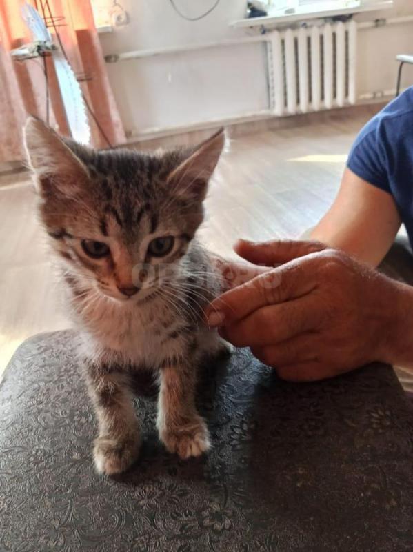 Три котёнка, игривые, и очень милые , 3 месяца, от мамы крысыловки. - Орск