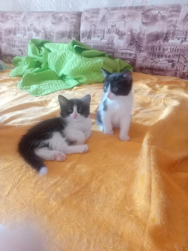 Котята в добрые руки. - Новотроицк