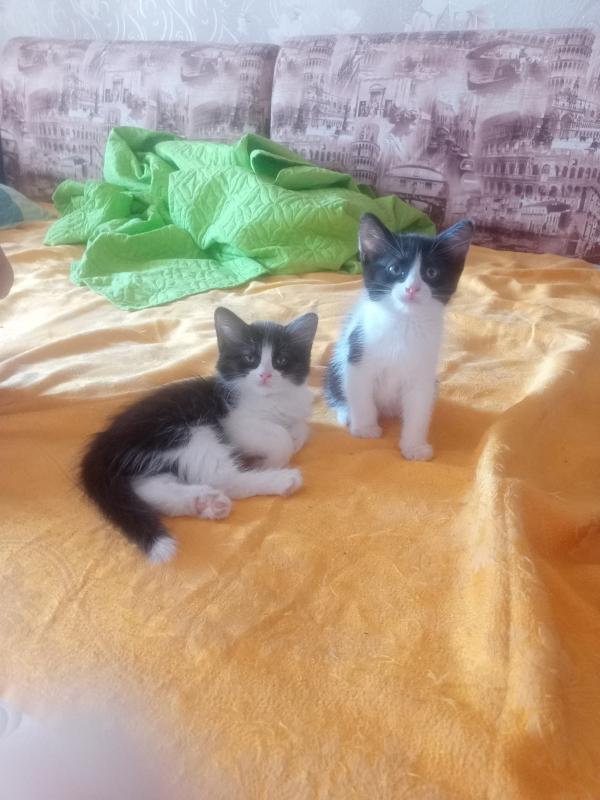 Котята в добрые руки. - Новотроицк