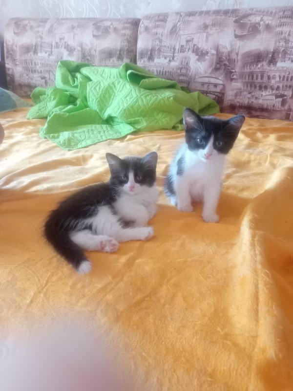 Котята в добрые руки. - Новотроицк