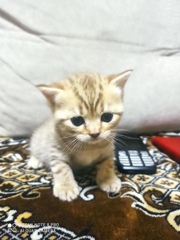 Продам Шотландских котят с родословной. 3 мальчика,рождены 20 июня. - Гай