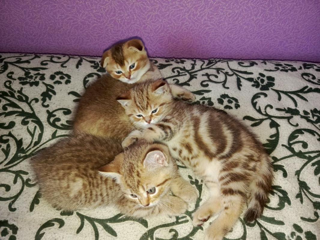 Продам Шотландских котят с родословной. 3 мальчика,рождены 20 июня. - Гай