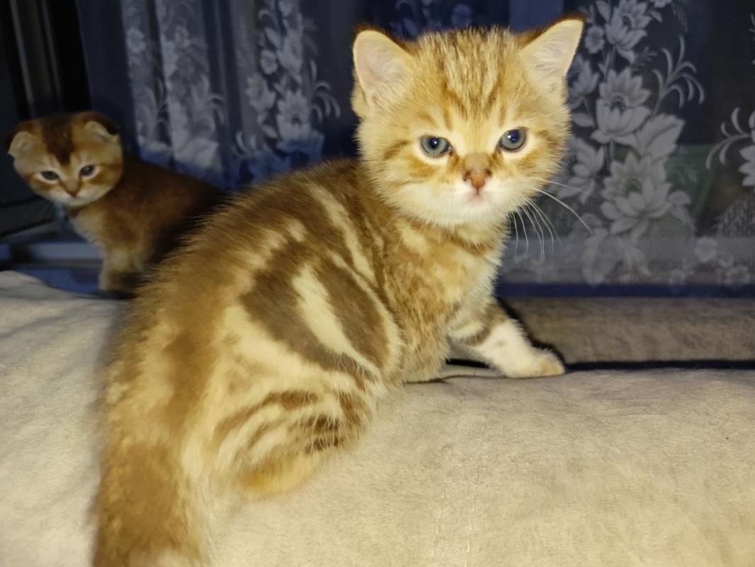 Продам Шотландских котят с родословной. 3 мальчика,рождены 20 июня. - Гай