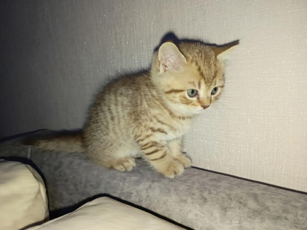 Продам Шотландских котят с родословной. 3 мальчика,рождены 20 июня. - Гай