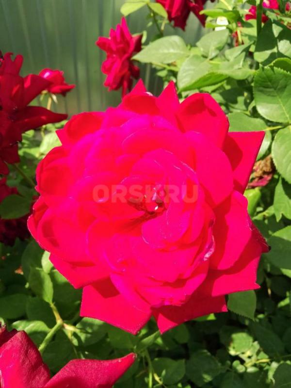 Продам лепестки ярких красных роз. - Орск