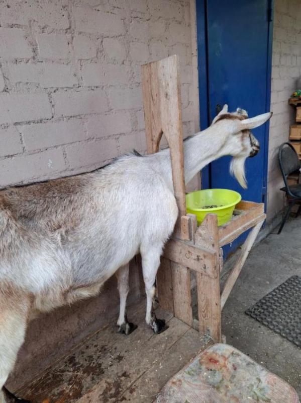 Продам альпийскую козу (дойная, последний окоз, третий, в конце апреля). - Орск