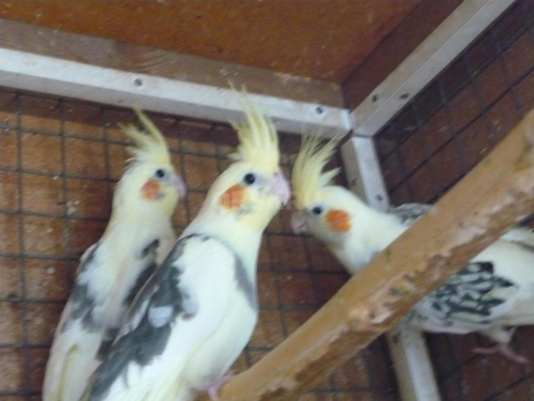 Продам молодых попугаев Корелл. - Орск