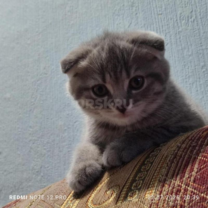 Продам красивых игривых шотландских котеек (вислоухий котик и прямоухая кошечка) родились 25 мая.... - Орск