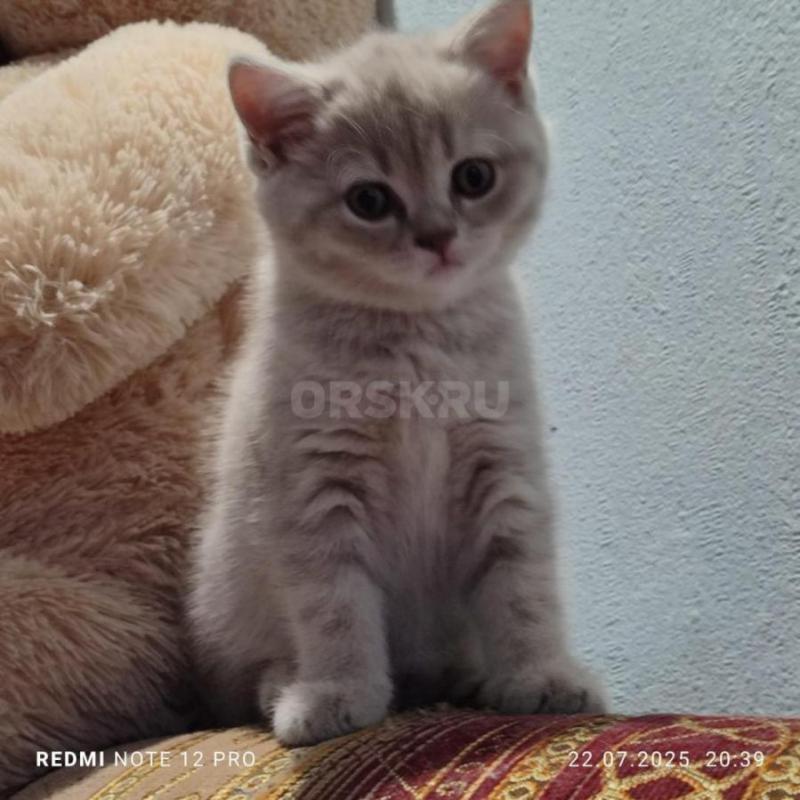 Продам красивых игривых шотландских котеек (вислоухий котик и прямоухая кошечка) родились 25 мая.... - Орск