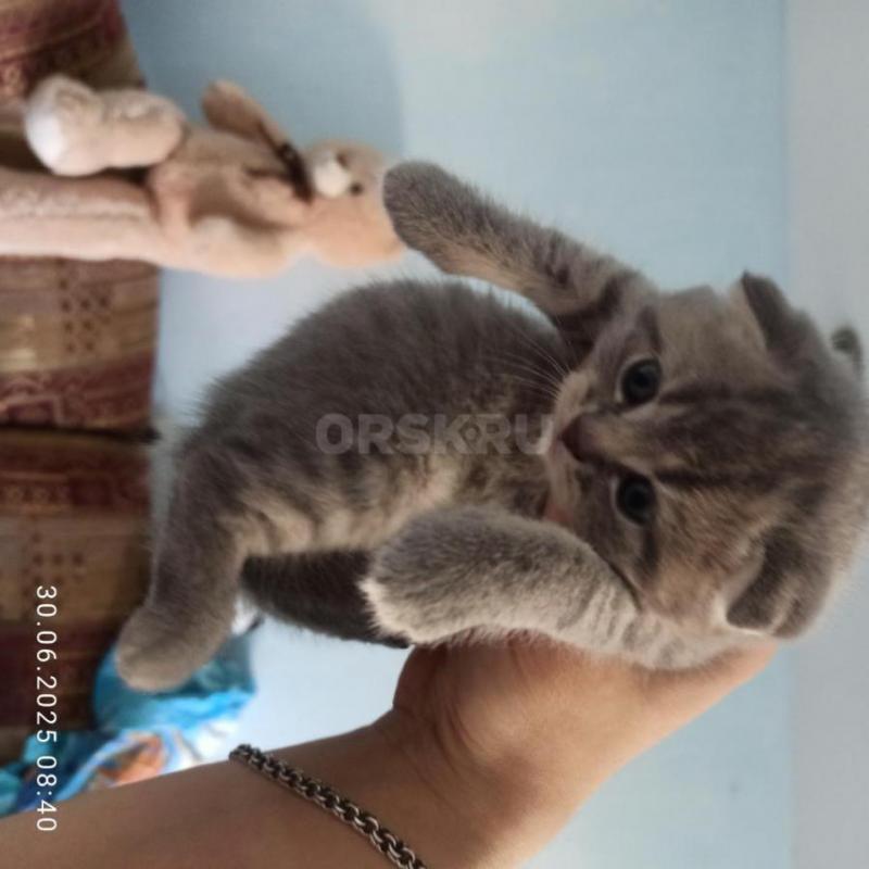 Продам красивых игривых шотландских котеек (вислоухий котик и прямоухая кошечка) родились 25 мая.... - Орск
