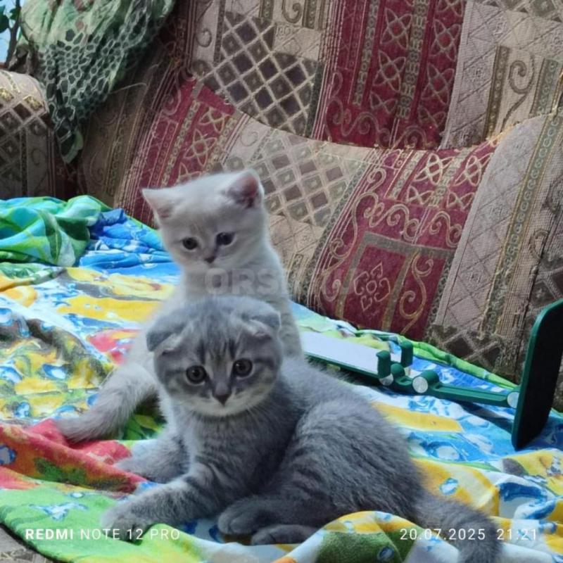 Продам красивых игривых шотландских котеек (вислоухий котик и прямоухая кошечка) родились 25 мая.... - Орск