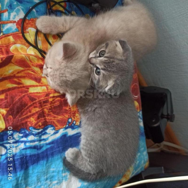 Продам красивых игривых шотландских котеек (вислоухий котик и прямоухая кошечка) родились 25 мая.... - Орск