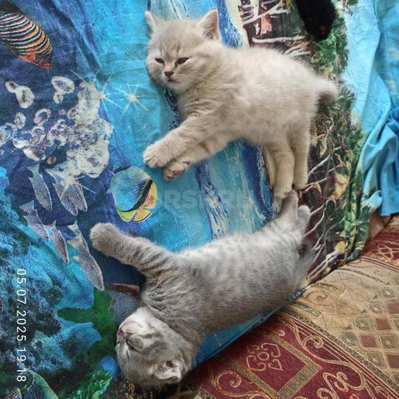 Продам красивых игривых шотландских котеек (вислоухий котик и прямоухая кошечка) родились 25 мая.... - Орск