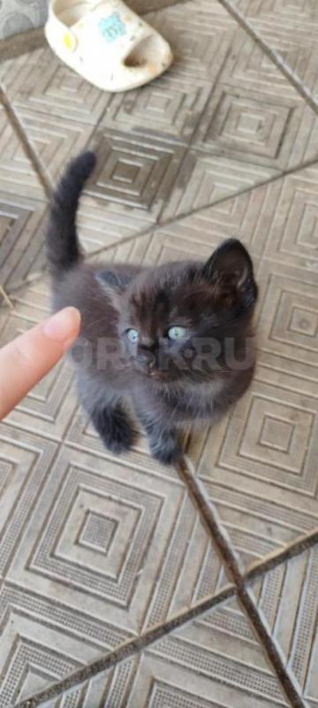 Отдам котят 1.5 месяца. - Орск