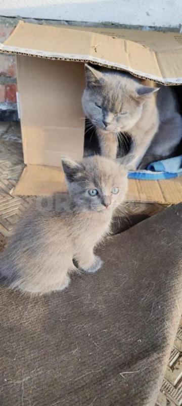 Отдам котят 1.5 месяца. - Орск