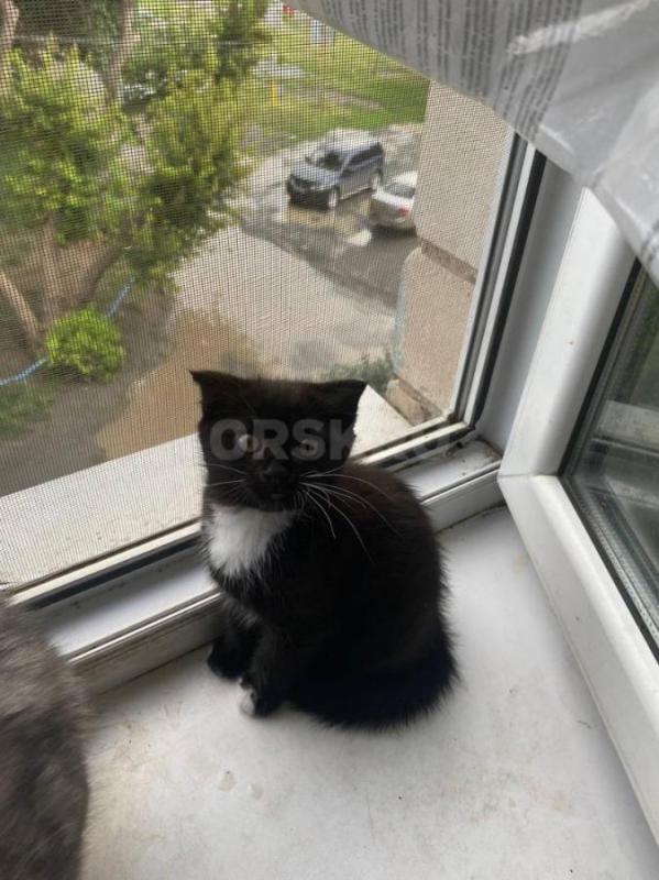 Милый котик, отдадим в добрые руки,в живую намного красивее,папа породистый,к лотку приучен,очень иг - Орск
