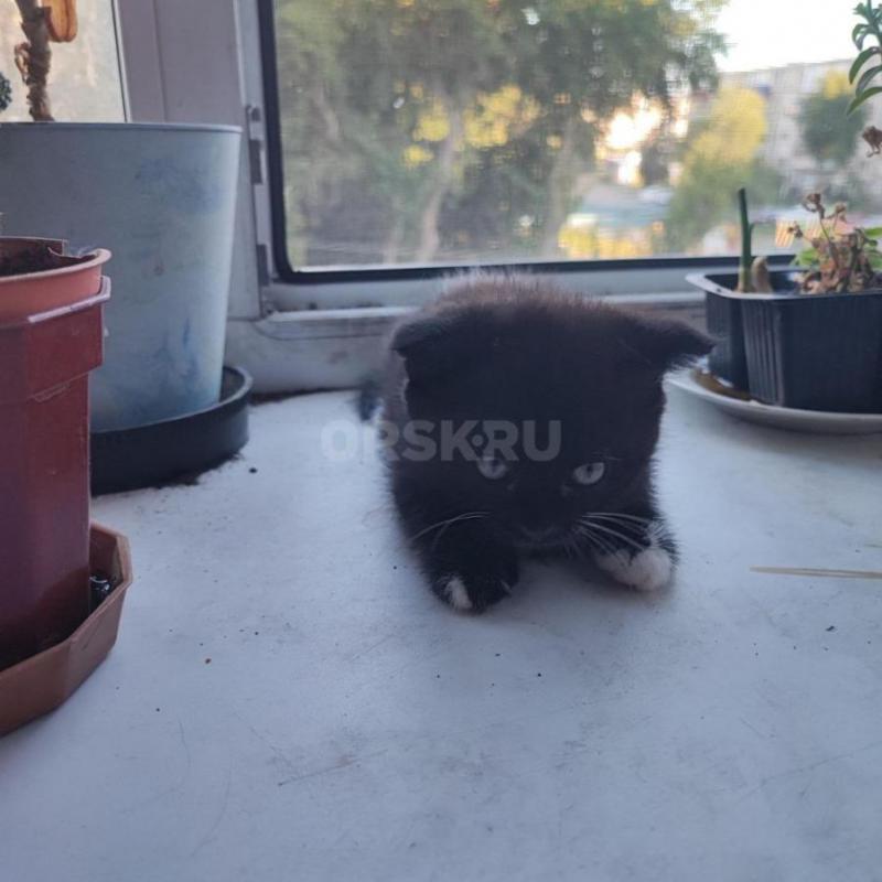 Милый котик, отдадим в добрые руки,в живую намного красивее,папа породистый,к лотку приучен,очень иг - Орск