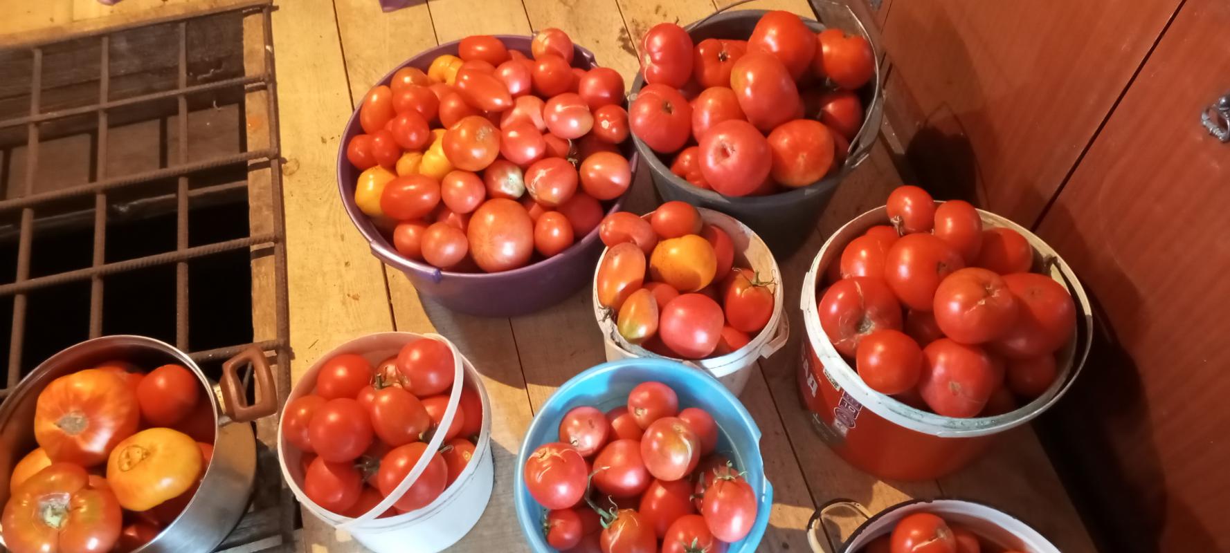 Продам помидоры вкусные, сладкие. 100 рублей за кг. - Новотроицк