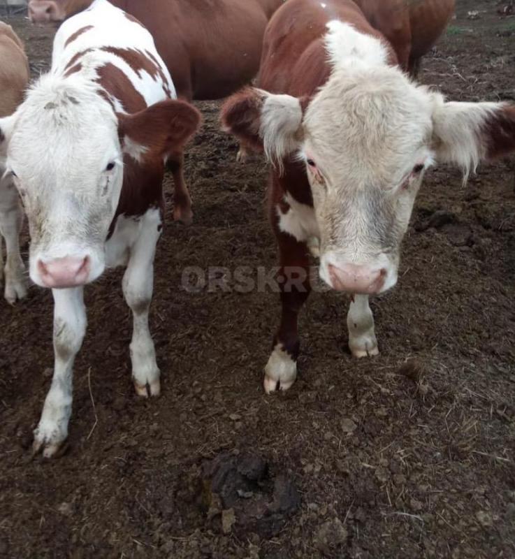 Продам корову 3отел и телку 6 месяцев подсосная - Орск