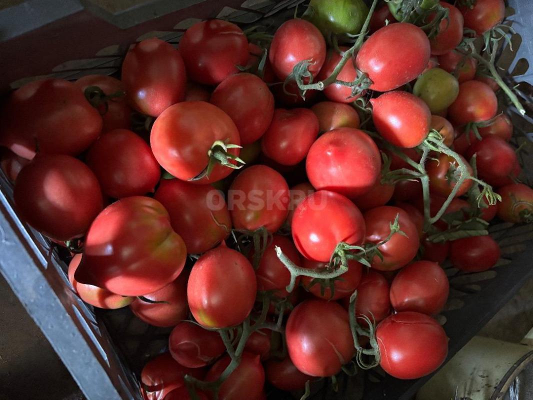Продам сливу синюю, желтую 50 руб-кг
Помидоры домашние  100 руб-кг - Орск