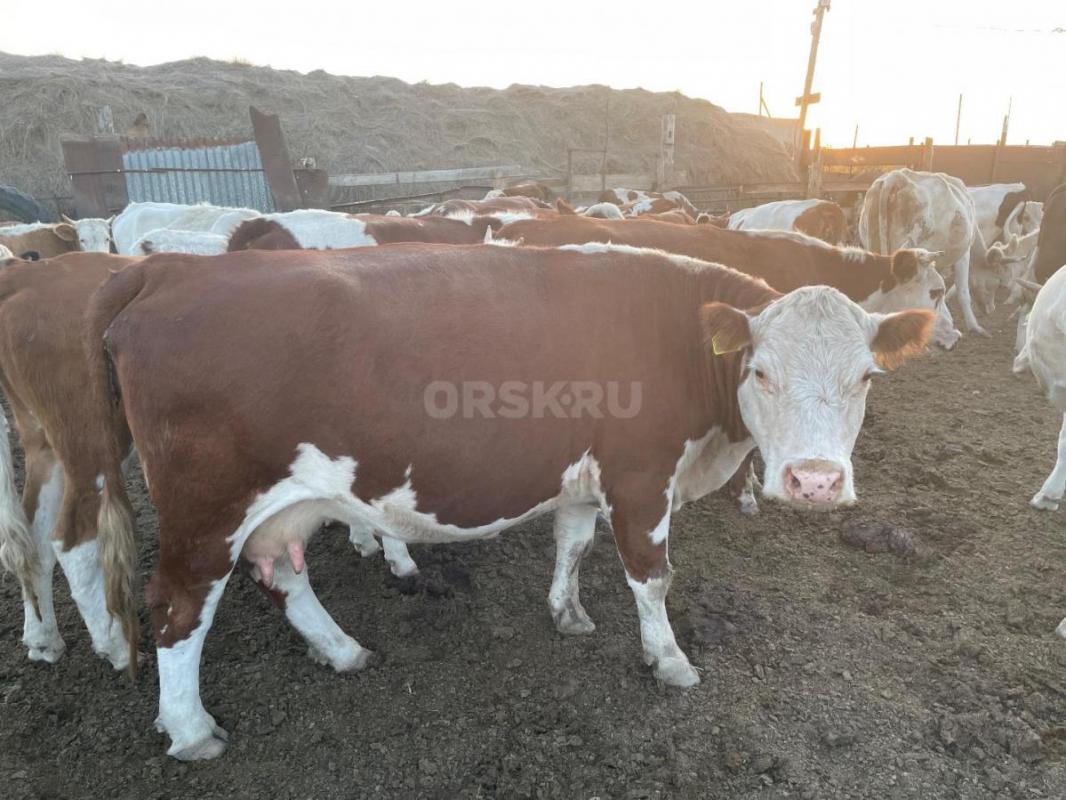 Продам корову,казахская белоголовая,можно на мясо либо на племя,6 летка. - Орск