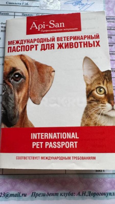 Отдам кошку шотландской породы в связи с переездом. - Орск