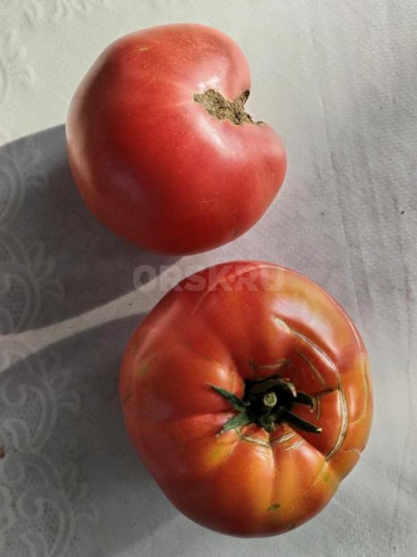 Продам огурцы некрупные, грунтовые 80 рублей за кг., помидоры крупные, сладкие 100 рублей за кг., пе - Орск