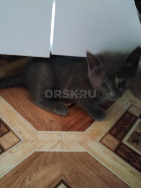 Отдам кошечку. 1,5 месяца. - Орск
